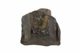 Triceratops Shed Tooth - Montana #93147-1